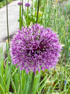 Showy Persian Onion