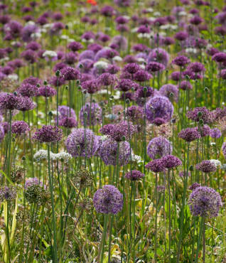 Wild About Alliums Mix