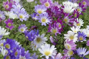 <em>Anemone blanda</em> Mix