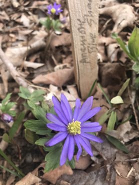 <em>Anemone blanda</em> Blue Shades Mix