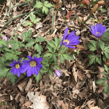 <em>Anemone blanda</em> Blue Shades Mix