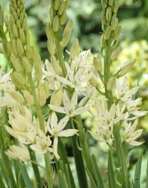 Camas Lily ‘Alba’