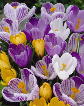 Jumbo Crocus mix