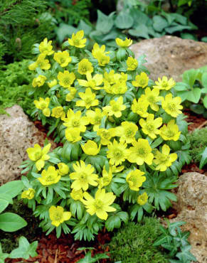 Winter Aconite