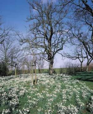 <em>Galanthus nivalis</em>