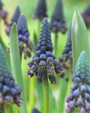 Giant Grape Hyacinth