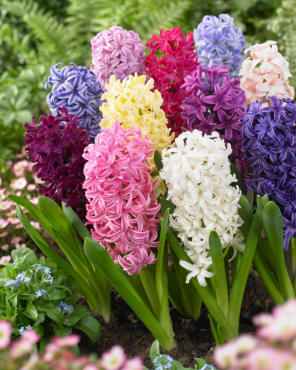 Hyacinth mix