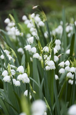 Gravetye Giant Summer Snowflake