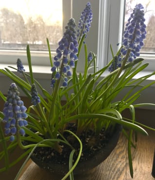 <em>Muscari armeniacum</em>