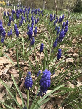 <em>Muscari armeniacum</em>