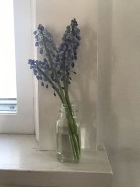 <em>Muscari armeniacum</em>