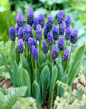 <em>Muscari latifolium</em>