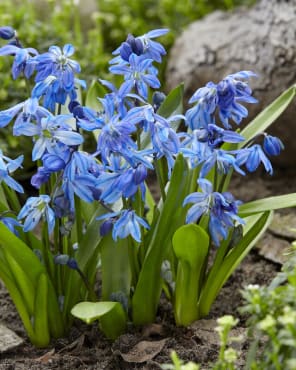 Siberian Squill