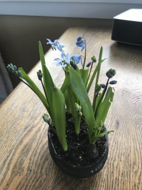 Siberian Squill