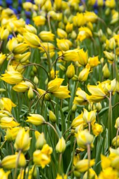 <em>Tulipa sylvestris</em>