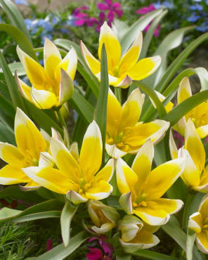 <em>Tulipa tarda</em>