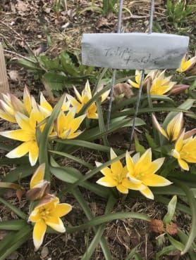 <em>Tulipa tarda</em>