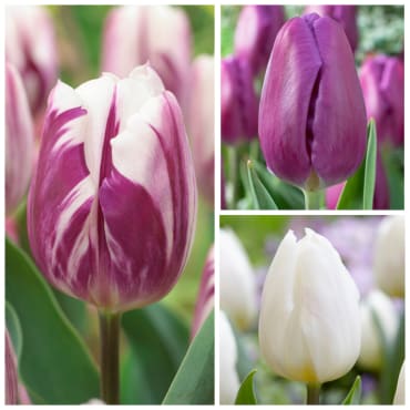 Carnaval de Rio Triumph Midseason Tulip - Fedco Bulbs