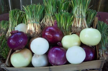 Gardener’s Onion Plant Medley