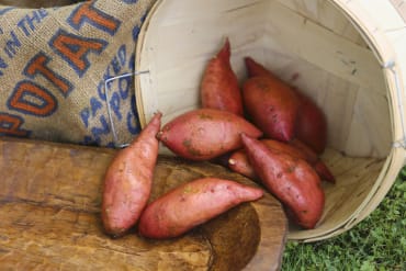 Georgia Jet Sweet Potato Slips