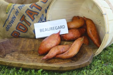 Beauregard Sweet Potato Slips