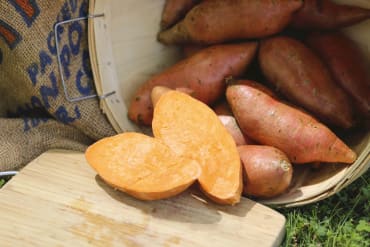 Vardaman Sweet Potato Slips