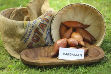 Vardaman Sweet Potato Slips