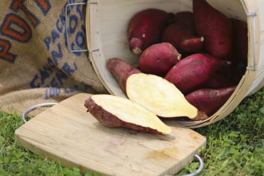 Murasaki Sweet Potato Slips