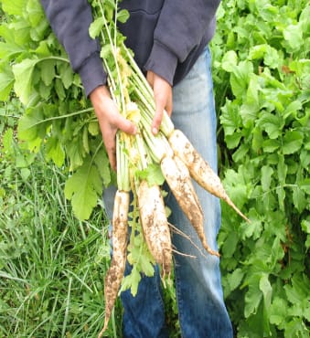 Deep-rooted Daikon Radish