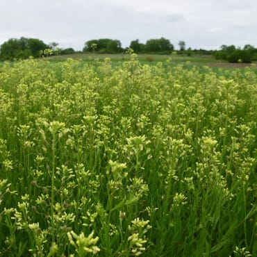 Winter Camelina