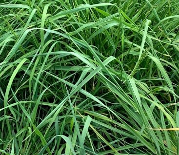 Fescue, Tall