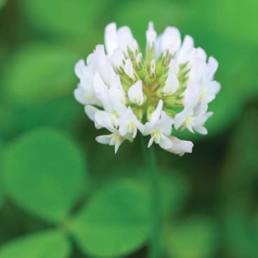 Ladino White Clover