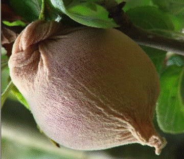 Maggot Barriers for Tree Fruit