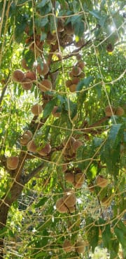 Jute Trellis Netting