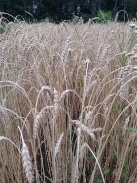 Sirvinta Winter Wheat