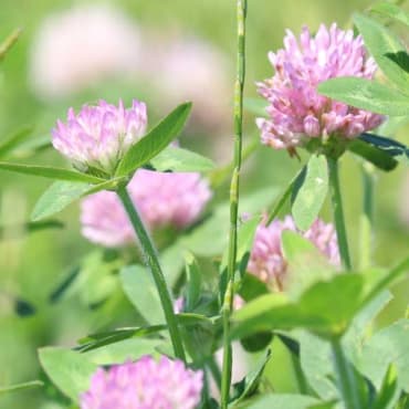 Medium Red Clover