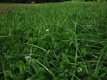 Pasture Mix