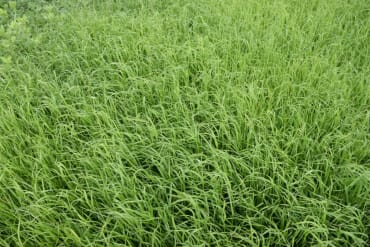 Ryegrass, Annual