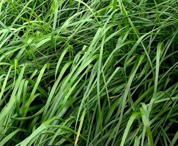 Ryegrass, Perennial