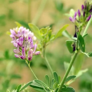 Alfalfa