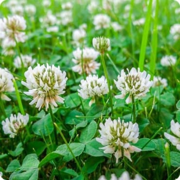 Alice White Clover