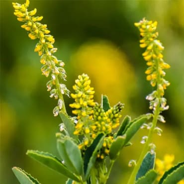 Yellow Sweet Clover