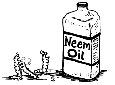 Neem Oil