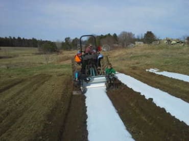 White on Black Plastic Mulch