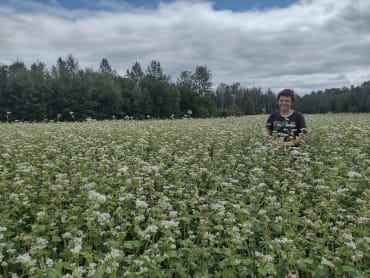 Buckwheat, Common