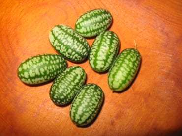 Mexican Sour Gherkin