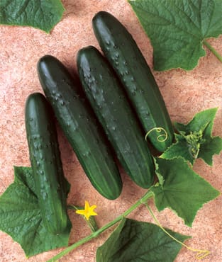 Generally Cuke