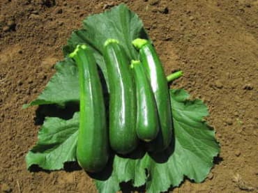 Black Zucchini