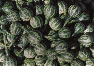 Tennessee Dancing Gourd