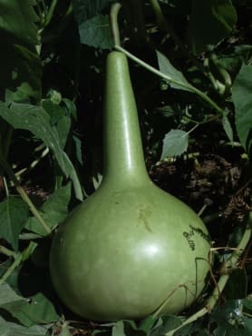 Large Bottle or Birdhouse